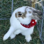 302216_221475487911593_1397332191_n