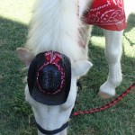 313419_221475687911573_1187192436_n